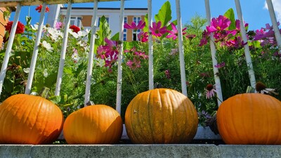 Nabízíme semínka dýní a krásenek z knihovní zahrady