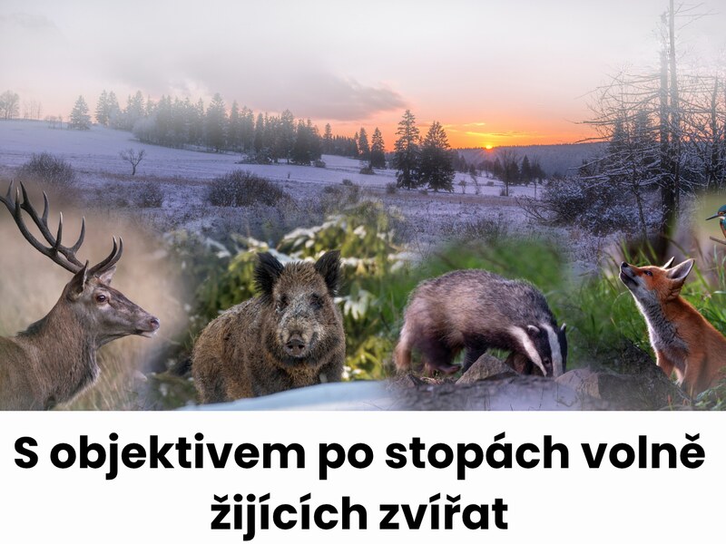 S objektivem po stopách volně žijících zvířat S objektivem po stopách volně žijících zvířat